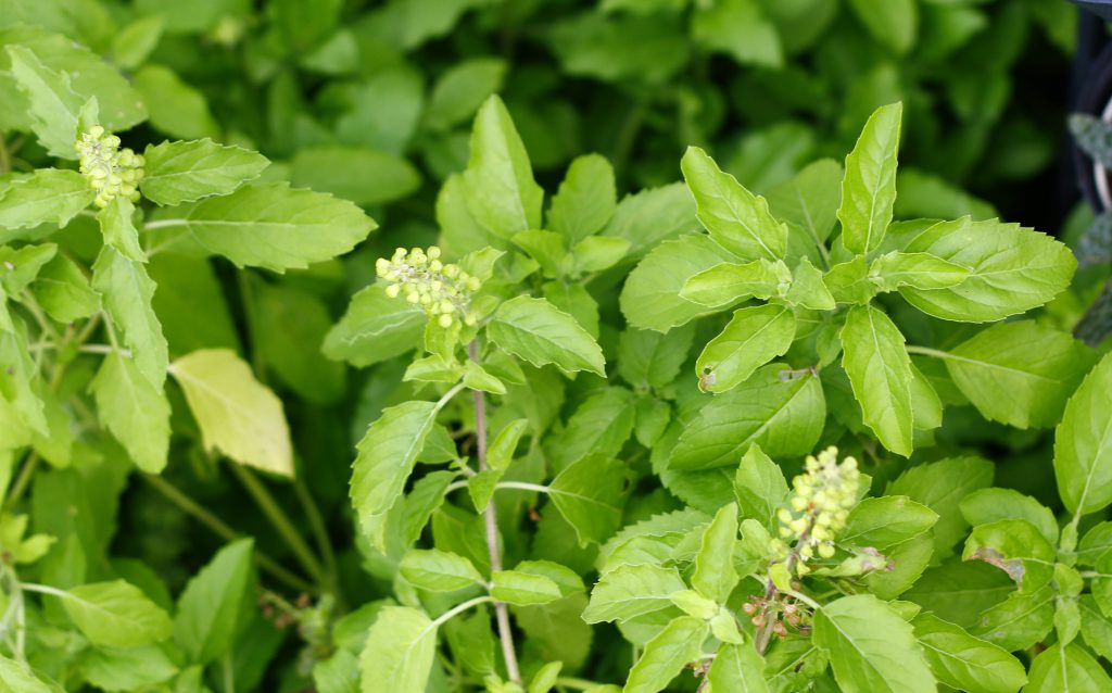 Tulsi Plant Benefits and Religious Significance