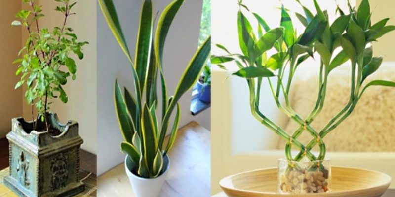 Picture for vastu plants for your house