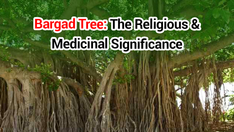 Bargad Tree: The Benefactor Of Peace, Prosperity & Health!