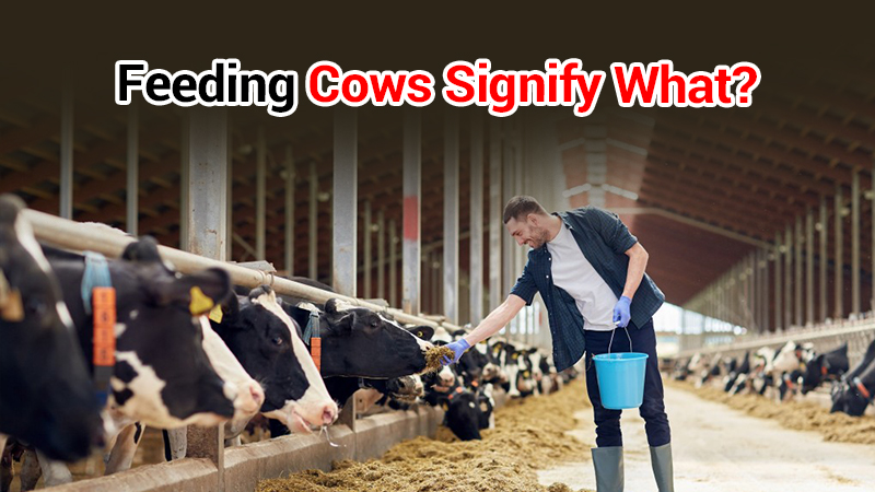 Astrological Benefits Of Feeding Cow