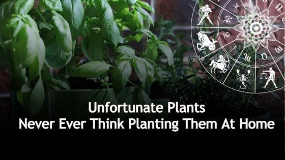 Vastu Shastra: These Plants Should Never Be Found Around Your Space